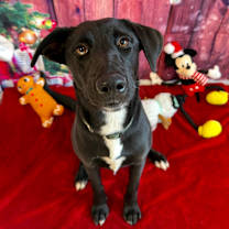 Thumbnail photo of Walnut #3