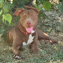 Thumbnail photo of Star #1