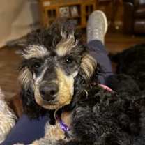 Thumbnail photo of Ashton #2