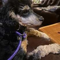 Thumbnail photo of Ashton #3