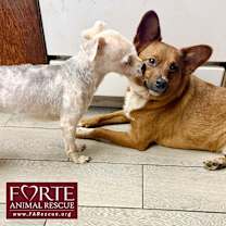 Thumbnail photo of Zorro #3