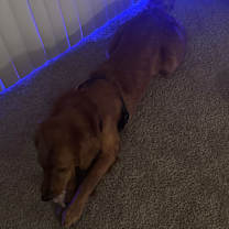 Thumbnail photo of Sage #3