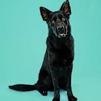 Thumbnail photo of Rook #2