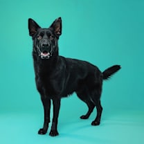 Thumbnail photo of Rook #3