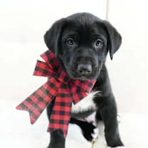 Thumbnail photo of Echo #1