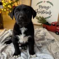 Thumbnail photo of Echo #2