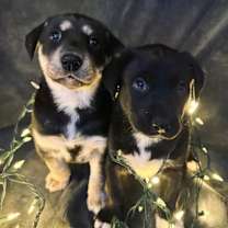 Thumbnail photo of Echo #4