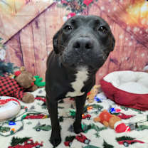 Thumbnail photo of Eggnog #1