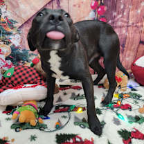 Thumbnail photo of Eggnog #2