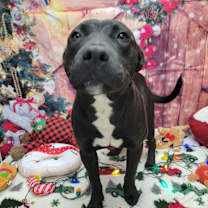 Thumbnail photo of Eggnog #3