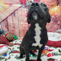 Thumbnail photo of Eggnog #4