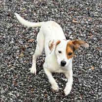 Thumbnail photo of Wishbone #1