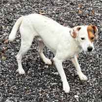 Thumbnail photo of Wishbone #2