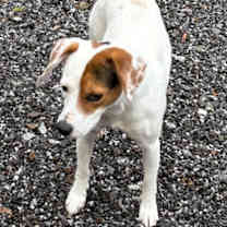 Thumbnail photo of Wishbone #3