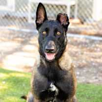 Thumbnail photo of CHOPPER #1