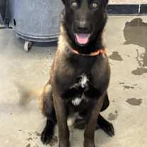 Thumbnail photo of CHOPPER #2