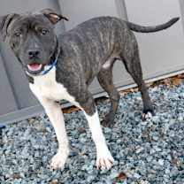 Thumbnail photo of Axel #1