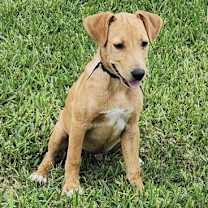 Thumbnail photo of Roco #1