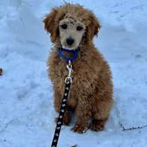 Thumbnail photo of Gill #2