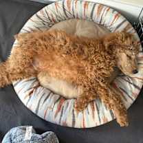 Thumbnail photo of Gill #3