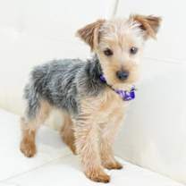 Thumbnail photo of Groot #2