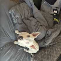 Thumbnail photo of Bunny #1