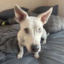 Thumbnail photo of Bunny #2