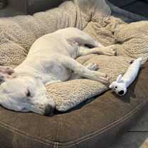 Thumbnail photo of Bunny #3