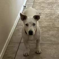 Thumbnail photo of Bunny #4