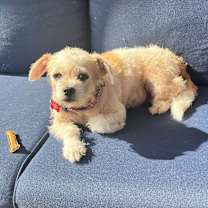 Thumbnail photo of Willow #1