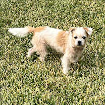 Thumbnail photo of Willow #2