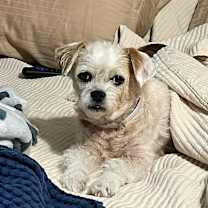 Thumbnail photo of Willow #3