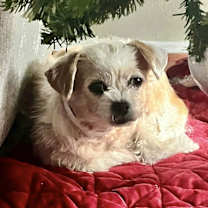 Thumbnail photo of Willow #4