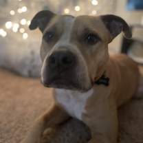 Thumbnail photo of Ringo #3