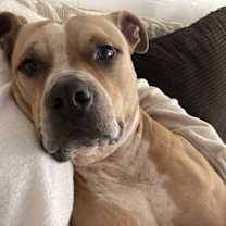 Thumbnail photo of Ringo #4