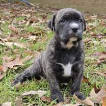 Thumbnail photo of NOLA #3