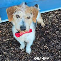 Thumbnail photo of Graham #1