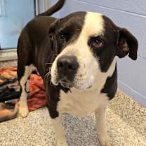 Thumbnail photo of Scooby #2