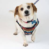 Thumbnail photo of Seth 13628 #1