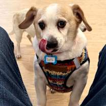 Thumbnail photo of Seth 13628 #3