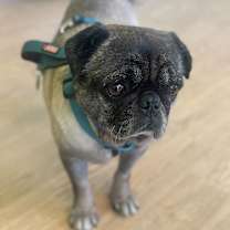 Thumbnail photo of De'Anthony 13645 #4