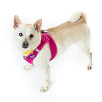 Thumbnail photo of Alley Oop 13643 #4