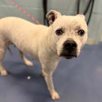 Thumbnail photo of Vesper #1