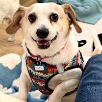 Thumbnail photo of Seth 13628 #4