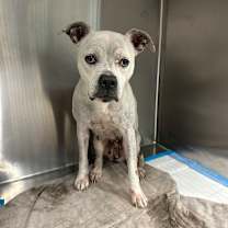 Thumbnail photo of Vesper #2