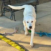 Thumbnail photo of Herman #2