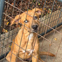 Thumbnail photo of Autumn #2