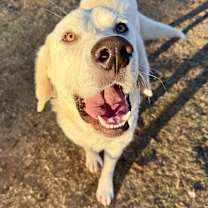 Thumbnail photo of Herman #4