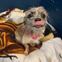 Thumbnail photo of Zippy #3