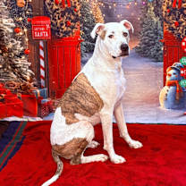 Thumbnail photo of Scout (aka Squirtalicious) #1